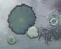soil bacteria soil bacteria
